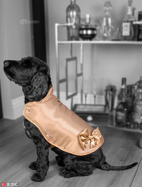 Áo dành cho thú cưng của hội nhà giàu có giá đắt ngang... biệt thự